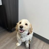Gasow Veterinary Hospital ico