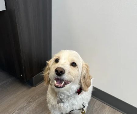 Gasow Veterinary Hospital