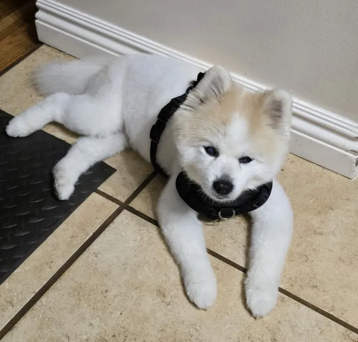 Gasow Veterinary Hospital Picture 8