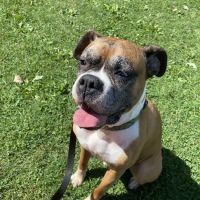 BluePearl Pet Neurology Farmington ico