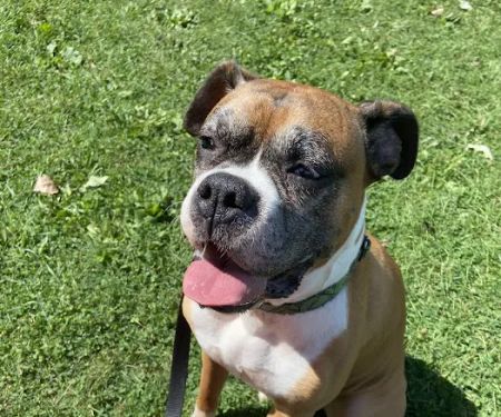 BluePearl Pet Neurology Farmington