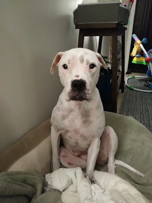 BluePearl Pet Neurology Farmington Picture 6