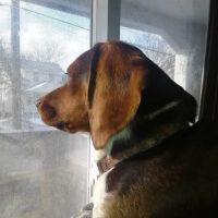 Blue Pearl pet neurology ico
