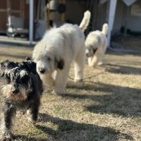 Harpeth Hills Animal Hospital ico