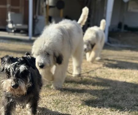 Harpeth Hills Animal Hospital