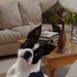 Harpeth Hills Animal Hospital: Strange Chris DVM