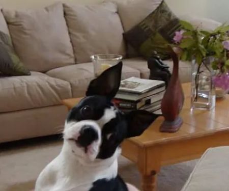 Harpeth Hills Animal Hospital: Strange Chris DVM