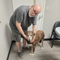 Harpeth Valley Animal Hospital ico