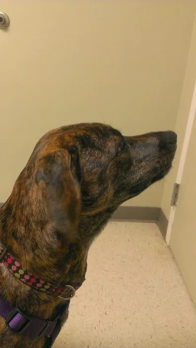 Harpeth Valley Animal Hospital Picture 7