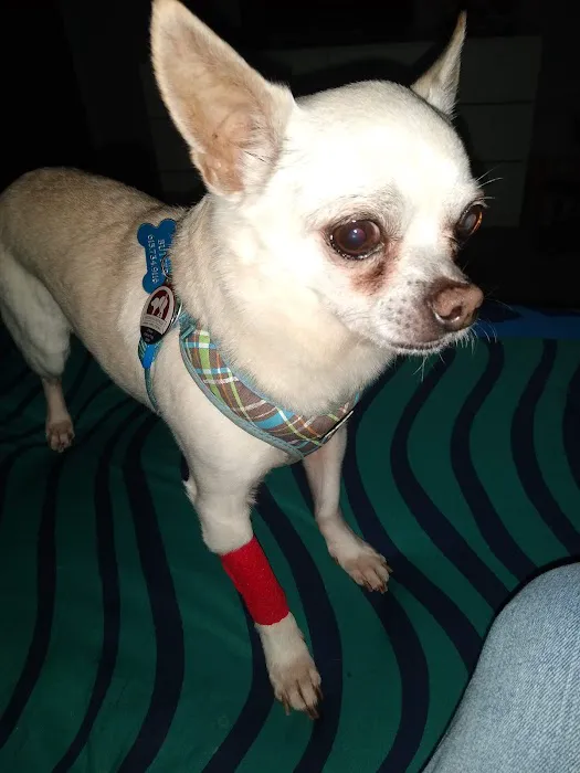 Harpeth Valley Animal Hospital Picture 10