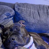 WesVet Animal Hospital ico
