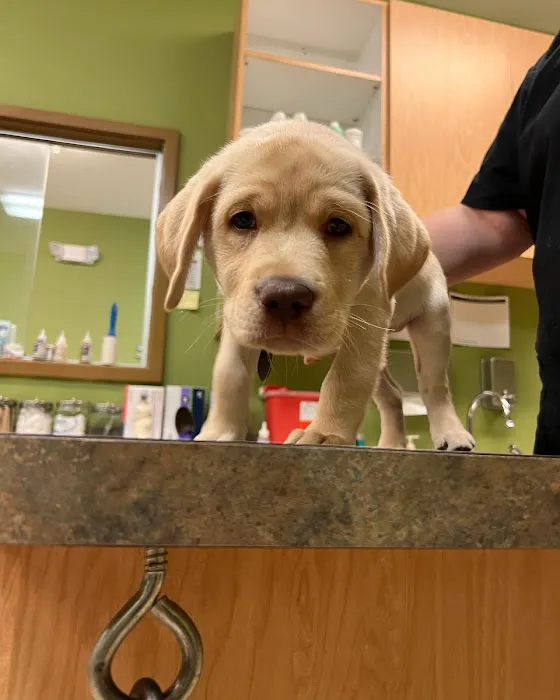 Nippers Corner Pet Medical Center Picture 9