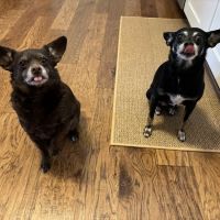 Indian Lake Animal Clinic ico