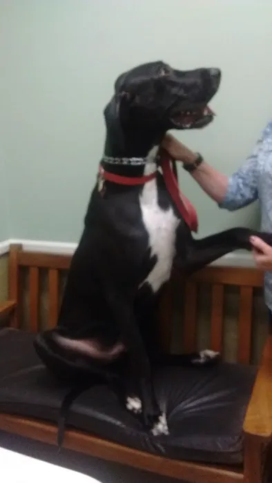 Indian Lake Animal Clinic Picture 7