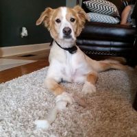 New Shackle Island Veterinary Hospital ico
