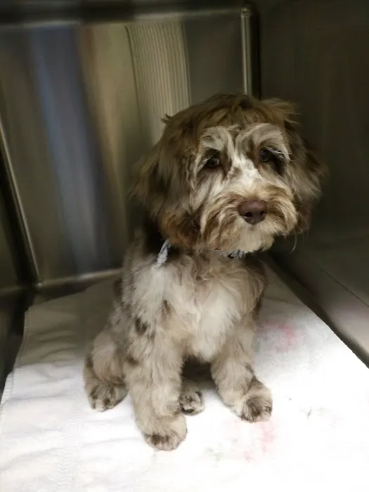 Hendersonville Animal Hospital Picture 1