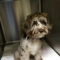 Hendersonville Animal Hospital ico