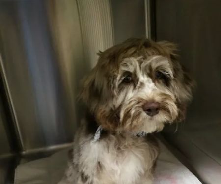 Hendersonville Animal Hospital