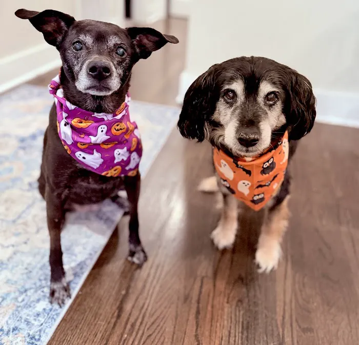 Southside Animal Hospital Picture 6