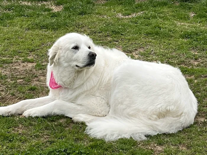 Southside Animal Hospital Picture 9