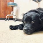 Countryside Animal Hospital Pl