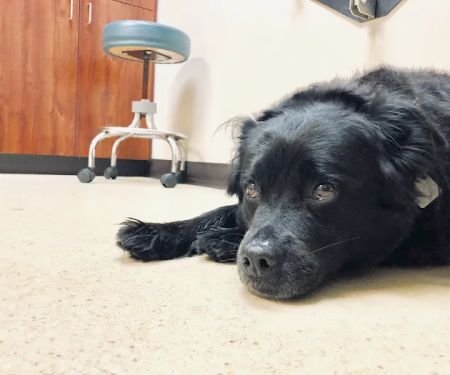 Countryside Animal Hospital Pl