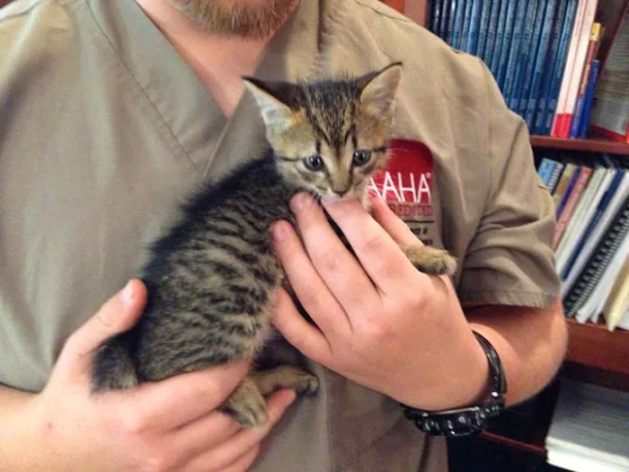 VetMed Animal Health Picture 3