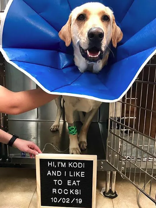 VetMed Animal Health Picture 2