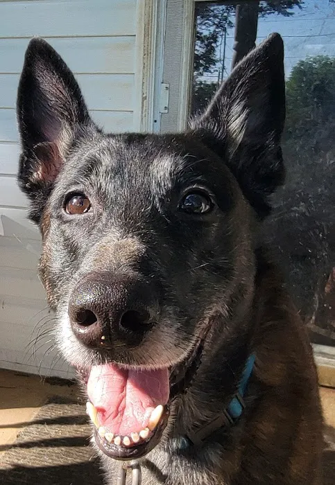 VetMed Animal Health Picture 4