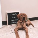 VetMed Animal Health