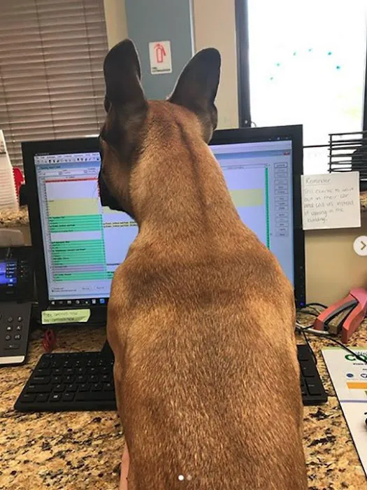 VetMed Animal Health Picture 7