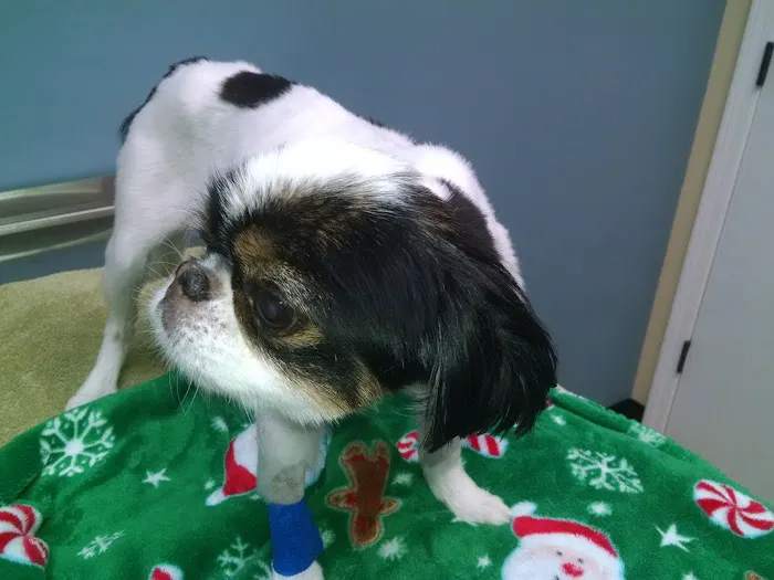 VetMed Animal Health Picture 9