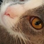 Affordable Veterinary Care