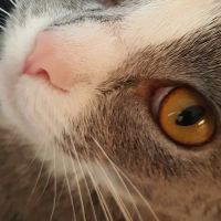 Affordable Veterinary Care ico