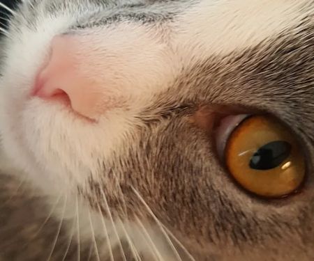 Affordable Veterinary Care