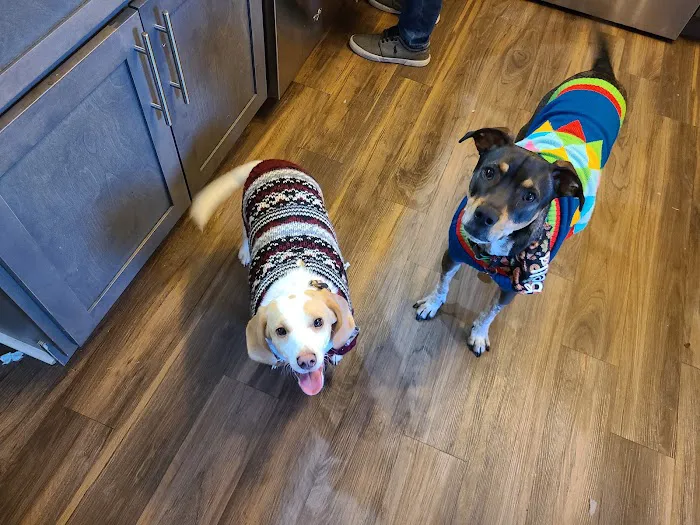 Affordable Veterinary Care Picture 9