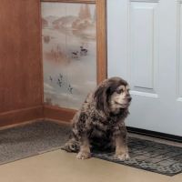 Mt Juliet Animal Clinic ico