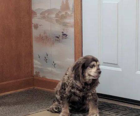 Mt Juliet Animal Clinic