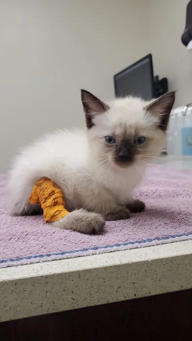 Avenue Animal Hospital Picture 3