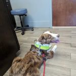 Avenue Animal Hospital