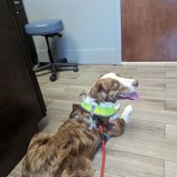 Avenue Animal Hospital ico