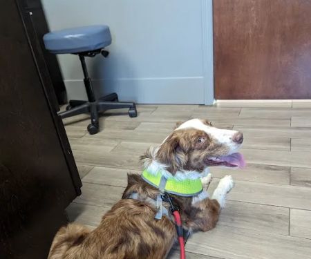 Avenue Animal Hospital