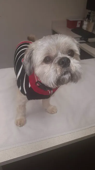 Avenue Animal Hospital Picture 5