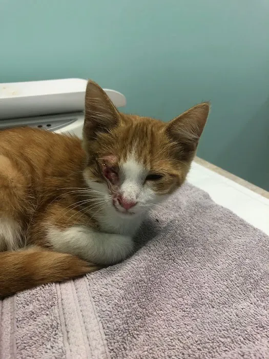 Blue Oasis Pet Hospital Picture 4