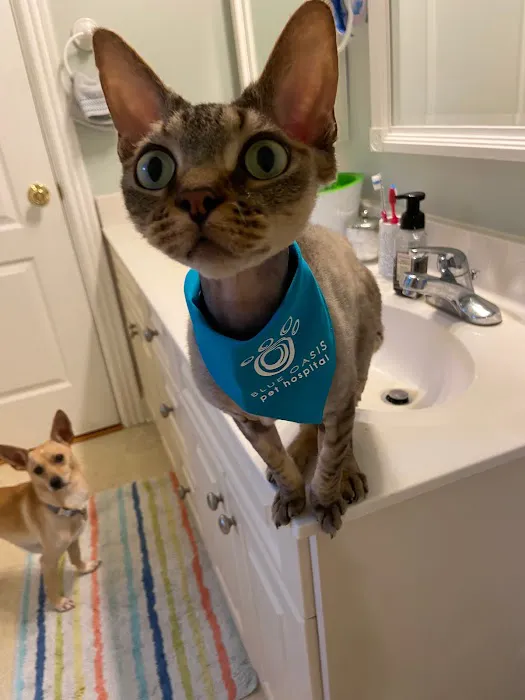 Blue Oasis Pet Hospital Picture 8