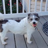 La Vergne Veterinary Clinic ico