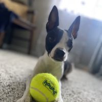 Bradford Animal Hospital ico