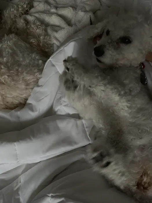 Noah's Ark Animal Hospital Inc Picture 5