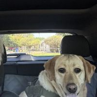 Vetco Vaccination Clinic ico