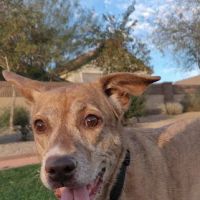 Integrative Vet Oncology ico